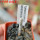 TURBINICARPUS heliae GCG 10915, S of Actopan, Hgo., 1 plant, 5 cm pot
