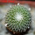 PELECYPHORA pseudopectinata cv. Barbora, 1 plant, one pot, SEEDLING