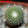 PELECYPHORA pseudopectinata cv. Barbora, 1 plant, one pot, SEEDLING