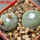 BLOSSFELDIA subterranea KK 1505, 2200 m., Sucre, 5 cm pot, 2 x seedlings + seeds