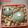 BLOSSFELDIA subterranea KK 1505, 2200 m., Sucre, 5 cm pot, 2 x seedlings + seeds