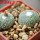 BLOSSFELDIA subterranea KK 1505, 2200 m., Sucre, 5 cm pot, 2 x seedlings + seeds