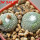 BLOSSFELDIA subterranea KK 1505, 2200 m., Sucre, 5 cm pot, 2 x seedlings + seeds