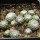 UEBELMANNIA gummifera RNK 25/2023 (HU 282, type), 13 months old SEEDLINGS now