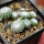 UEBELMANNIA gummifera RNK 25/2023 (HU 282, type), 13 months old SEEDLINGS now
