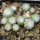 UEBELMANNIA gummifera RNK 25/2023 (HU 282, type), 13 months old SEEDLINGS now