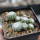 UEBELMANNIA gummifera RNK 25/2023 (HU 282, type), 13 months old SEEDLINGS now
