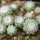 UEBELMANNIA gummifera RNK 25/2023 (HU 282, type), 13 months old SEEDLINGS now