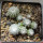 UEBELMANNIA gummifera RNK 25/2023 (HU 282, type), 13 months old SEEDLINGS now