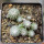 UEBELMANNIA gummifera RNK 25/2023 (HU 282, type), 13 months old SEEDLINGS now