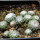 UEBELMANNIA gummifera RNK 25/2023 (HU 282, type), 13 months old SEEDLINGS now