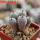MAMMILLARIA perezdelarosae ssp. andersoniana f. long spines GCG 12621, one 5-headed plant, one pot 