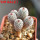 MAMMILLARIA perezdelarosae ssp. andersoniana f. long spines GCG 12621, one 5-headed plant, one pot 