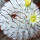 MAMMILLARIA perezdelarosae ssp. andersoniana f. long spines GCG 12621, illustrative photo