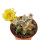ASTROPHYTUM caput-medusae x ASTROPHYTUM myriostigma cv. Onzuko, F1, illustrative photo