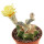 ASTROPHYTUM caput-medusae x ASTROPHYTUM myriostigma cv. Onzuko, F1, illustrative photo