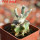 ASTROPHYTUM caput-medusae x ASTROPHYTUM myriostigma cv. Onzuko, F1, grafted