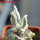 ASTROPHYTUM caput-medusae x ASTROPHYTUM myriostigma cv. Onzuko, F1, grafted