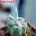 ASTROPHYTUM caput-medusae x ASTROPHYTUM myriostigma cv. Onzuko, F1, grafted