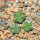 AZTEKIUM valdezii GCG 10893, 1 pot 5 cm, 3 pcs. SEEDLINGS  