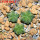 AZTEKIUM valdezii GCG 10893, 1 pot 5 cm, 3 pcs. SEEDLINGS  