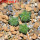AZTEKIUM valdezii GCG 10893, 1 pot 5 cm, 3 pcs. SEEDLINGS  