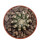 DISCOCACTUS horstii, illustrative photo