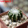 DISCOCACTUS horstii, 2,5 cm SEEDLING ! one 5 cm pot