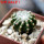 DISCOCACTUS horstii, 2,5 cm SEEDLING ! one 5 cm pot