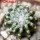 DISCOCACTUS horstii, 2,5 cm SEEDLING ! one 5 cm pot
