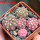 GYMNOCALYCIUM ragonesei f. roseiflorum ex Zubr, 5 pcs. seedlings, one 5 cm pot
