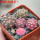 GYMNOCALYCIUM ragonesei f. roseiflorum ex Zubr, 5 pcs. seedlings, one 5 cm pot