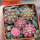 GYMNOCALYCIUM ragonesei f. roseiflorum ex Zubr, 5 pcs. seedlings, one 5 cm pot