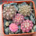 GYMNOCALYCIUM ragonesei f. roseiflorum ex Zubr, 5 pcs. seedlings, one 5 cm pot