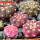 GYMNOCALYCIUM ragonesei f. roseiflorum ex Zubr, 5 pcs. seedlings, one 5 cm pot