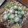 UEBELMANNIA gummifera f. tall plants RNK 102/14, Tromba d´Anta, 13 months old SEEDLINGS now