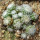 UEBELMANNIA gummifera f. tall plants RNK 102/14, Tromba d´Anta, 13 months old SEEDLINGS now