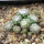 UEBELMANNIA gummifera f. tall plants RNK 102/14, Tromba d´Anta, 13 months old SEEDLINGS now