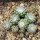 UEBELMANNIA gummifera f. tall plants RNK 102/14, Tromba d´Anta, 13 months old SEEDLINGS now