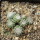 UEBELMANNIA gummifera f. tall plants RNK 102/14, Tromba d´Anta, 13 months old SEEDLINGS now