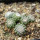 UEBELMANNIA gummifera f. tall plants RNK 102/14, Tromba d´Anta, 13 months old SEEDLINGS now