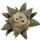 ARIOCARPUS retusus SB 68, illustrative photo