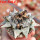 ARIOCARPUS retusus SB 68, Coronel, SLP., 1 plant + seeds, 7,5 cm