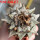 ARIOCARPUS retusus SB 68, Coronel, SLP., 1 plant + seeds, 7,5 cm
