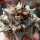 ARIOCARPUS retusus SB 68, Coronel, SLP., 1 plant + seeds, 7,5 cm