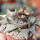ARIOCARPUS retusus SB 68, Coronel, SLP., 1 plant + seeds, 7,5 cm