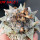 ARIOCARPUS retusus SB 68, Coronel, SLP., 1 plant + seeds, 7,5 cm