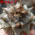 ARIOCARPUS retusus SB 68, Coronel, SLP., 1 plant + seeds, 7,5 cm