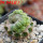 LOPHOPHORA alberto-vojtechii f. cristata, pot 10 cm