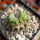 LOPHOPHORA alberto-vojtechii f. cristata, pot 10 cm